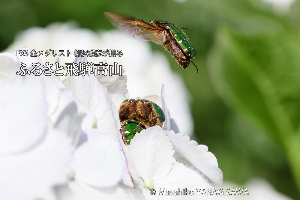 飛騨高山に棲むハナムグリの写真です。