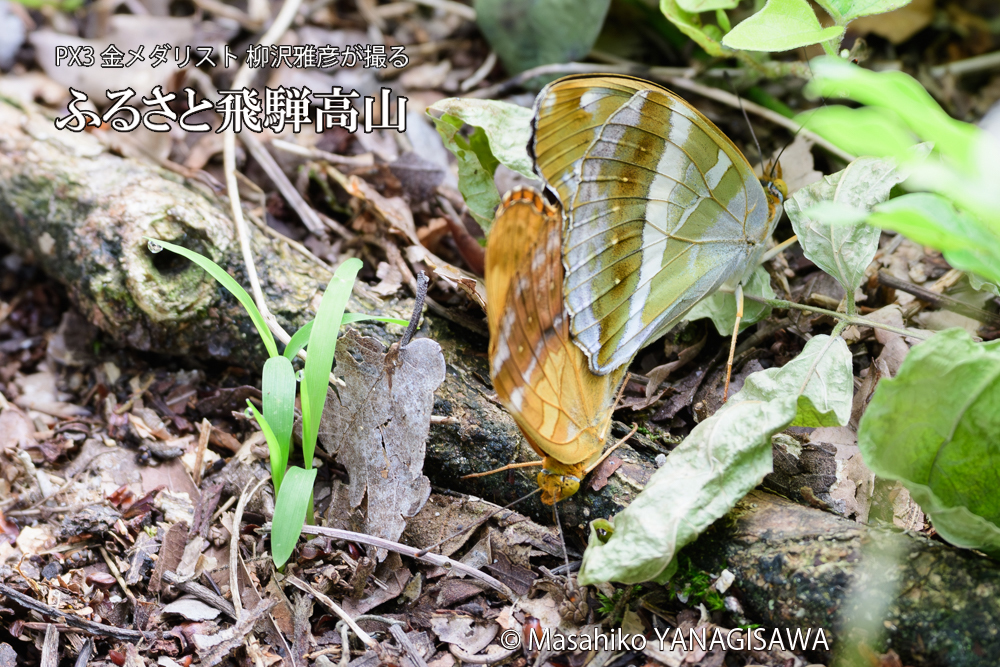 飛騨高山に棲むメスグロヒョウモンの写真です。