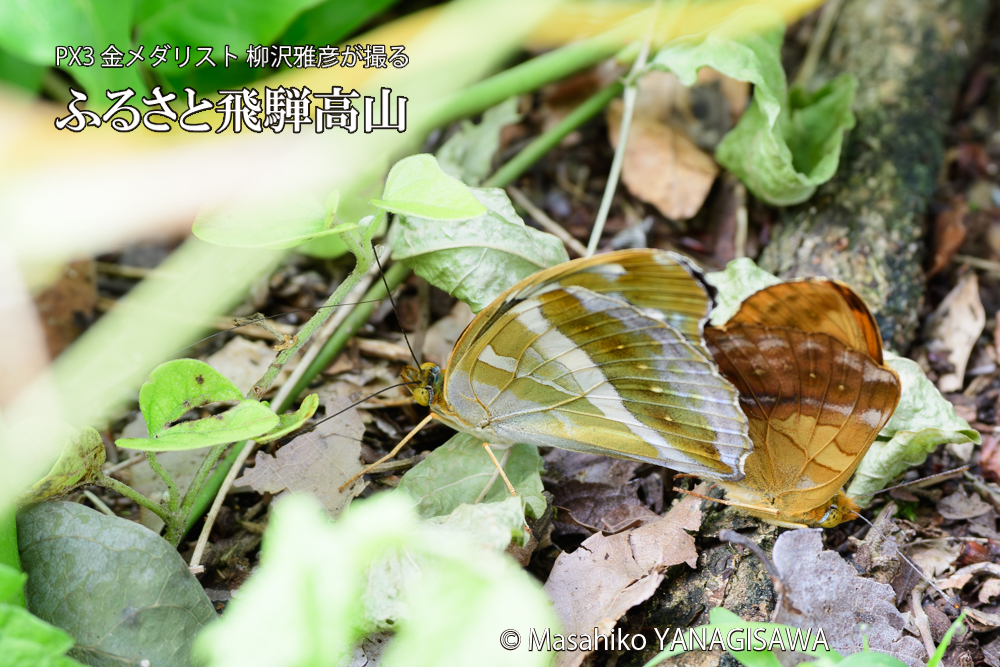 飛騨高山に棲むメスグロヒョウモンの写真です。