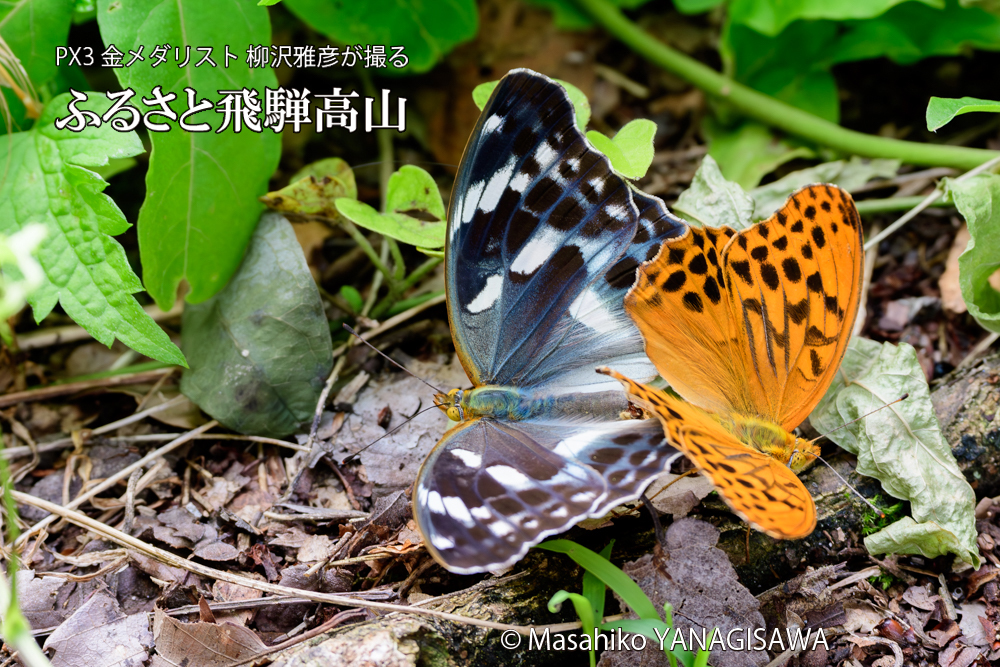 飛騨高山に棲むメスグロヒョウモンの写真です。