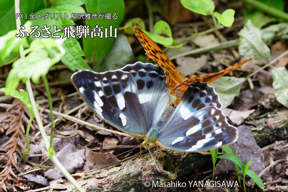 飛騨高山に棲むメスグロヒョウモンの写真です。