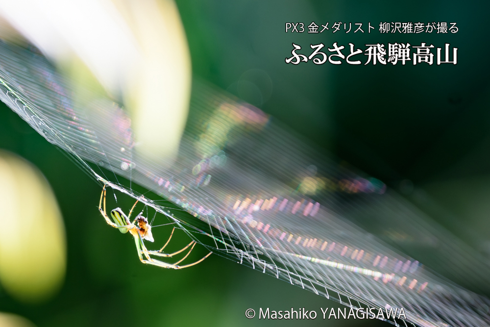 飛騨高山に棲むクモの写真です。