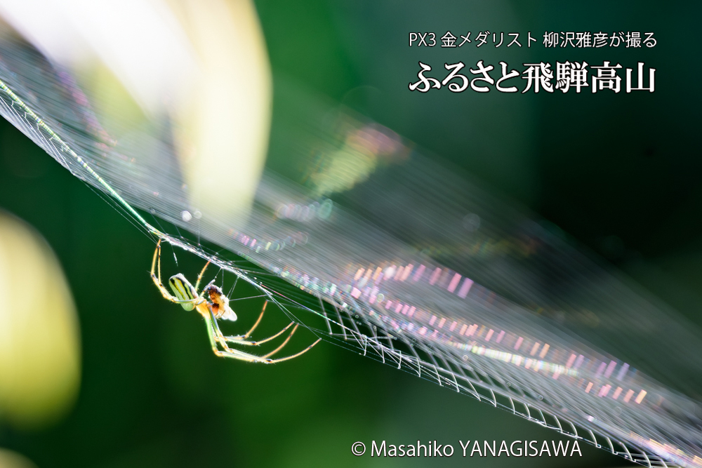 飛騨高山に棲むクモの写真です。