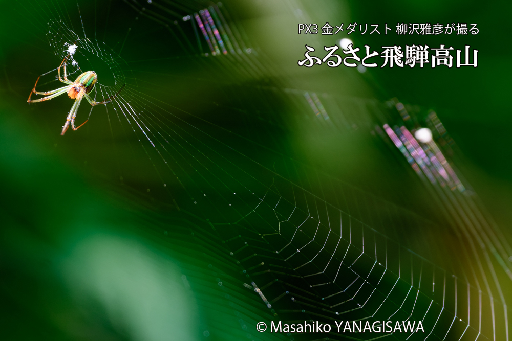 飛騨高山に棲むクモの写真です。