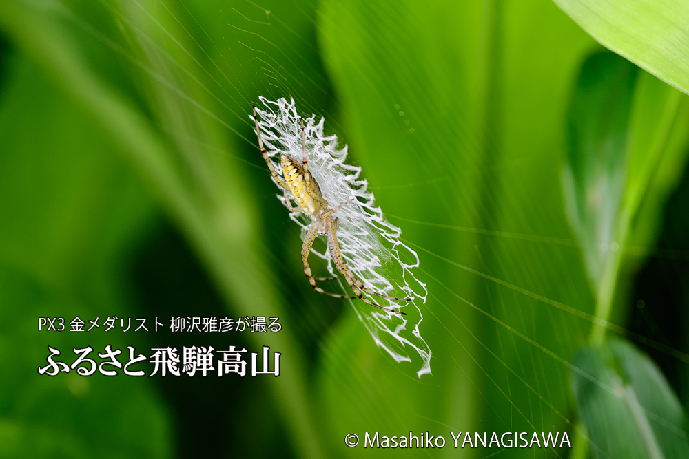 飛騨高山に棲む網を張って獲物を待ち構えるクモの写真です。