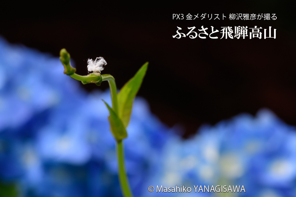 飛騨高山に棲むアオバハゴロモの幼虫の写真です。