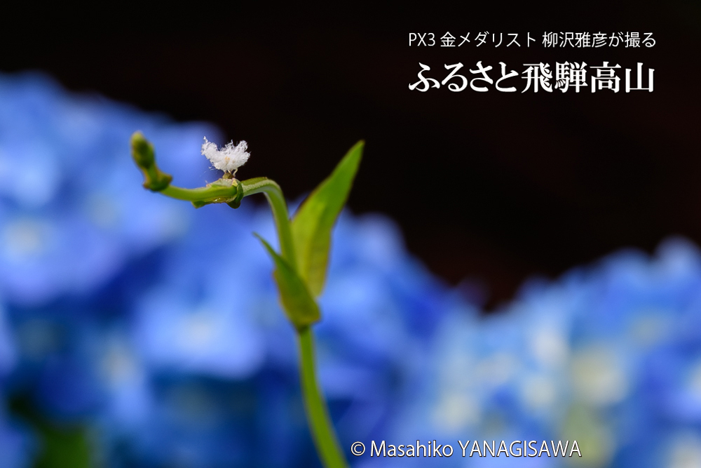 飛騨高山に棲むアオバハゴロモの幼虫の写真です。