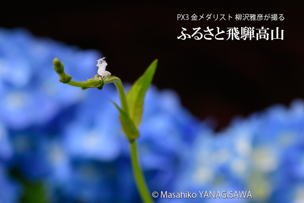 飛騨高山に棲むアオバハゴロモの幼虫の写真です。