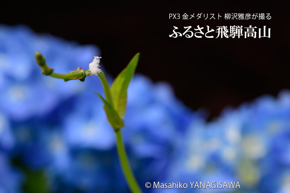 飛騨高山に棲むアオバハゴロモの幼虫の写真です。