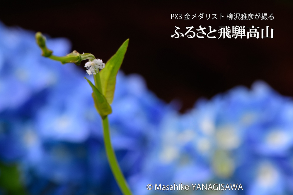 飛騨高山に棲むアオバハゴロモの幼虫の写真です。