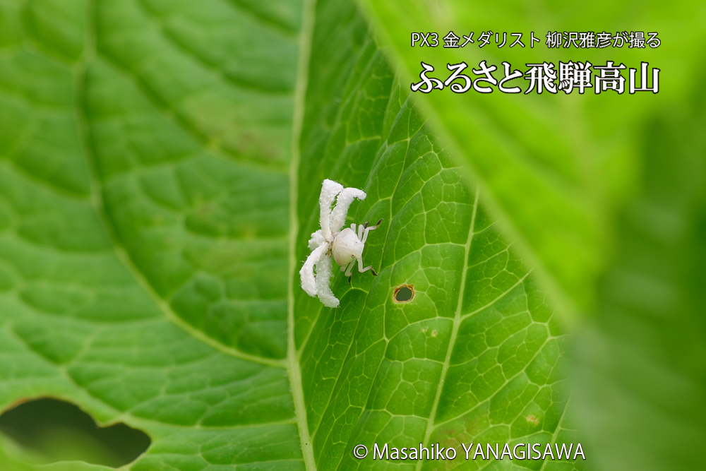 飛騨高山に棲むアオバハゴロモの幼虫の写真です。