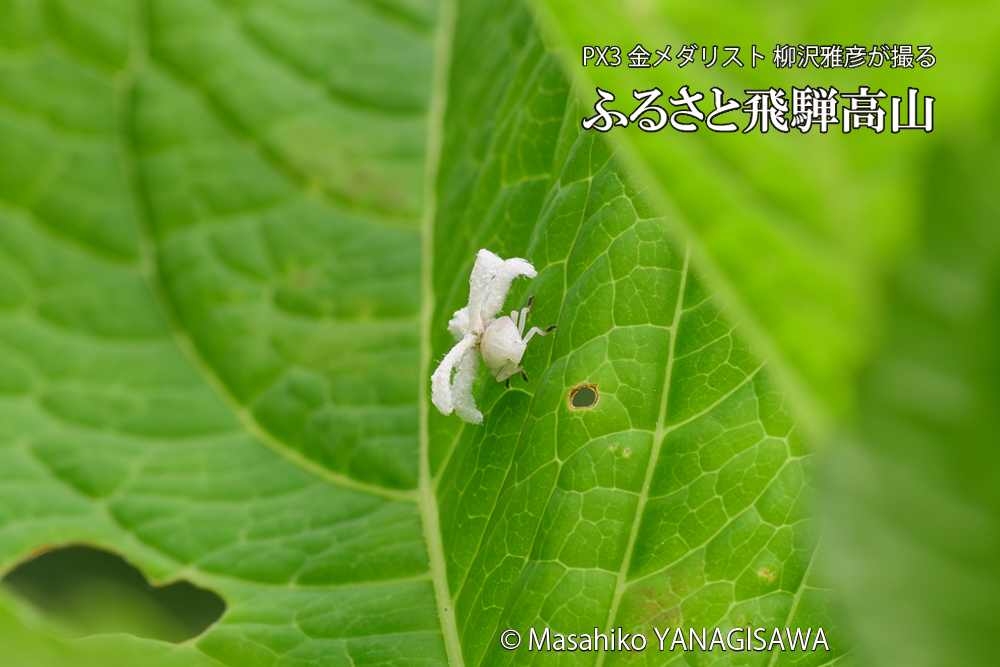 飛騨高山に棲むアオバハゴロモの幼虫の写真です。