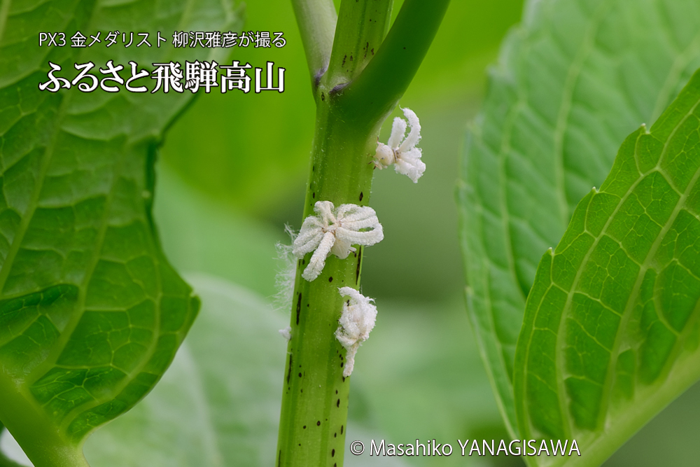 飛騨高山に棲むアオバハゴロモの幼虫の写真です。