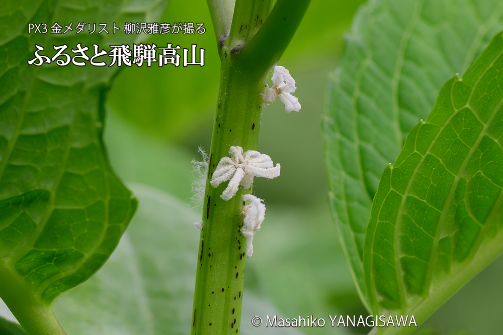 飛騨高山に棲むアオバハゴロモの幼虫の写真です。