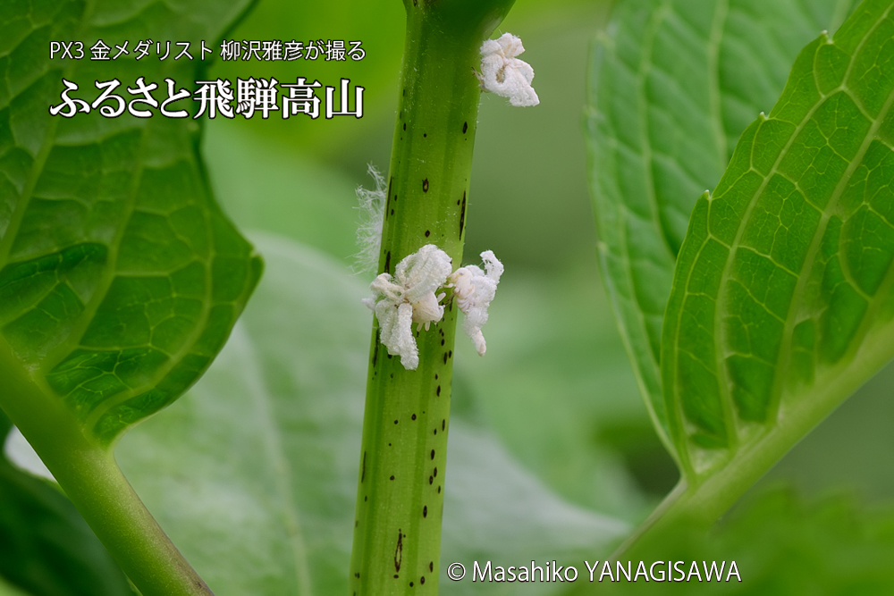 飛騨高山に棲むアオバハゴロモの幼虫の写真です。