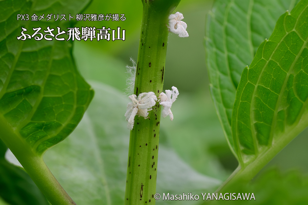 飛騨高山に棲むアオバハゴロモの幼虫の写真です。