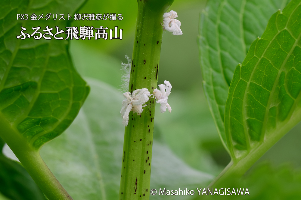 飛騨高山に棲むアオバハゴロモの幼虫の写真です。