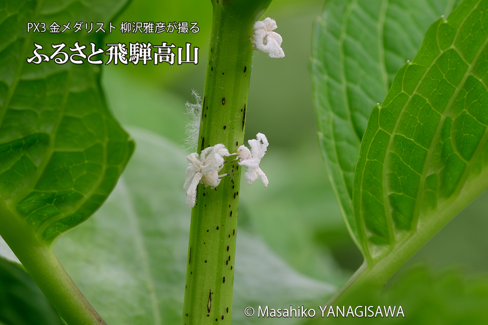 飛騨高山に棲むアオバハゴロモの幼虫の写真です。