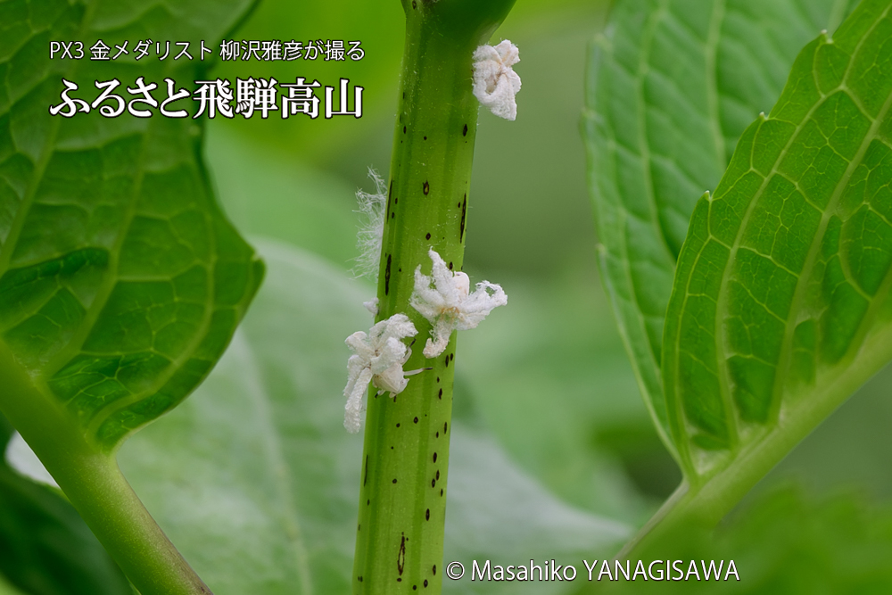 飛騨高山に棲むアオバハゴロモの幼虫の写真です。