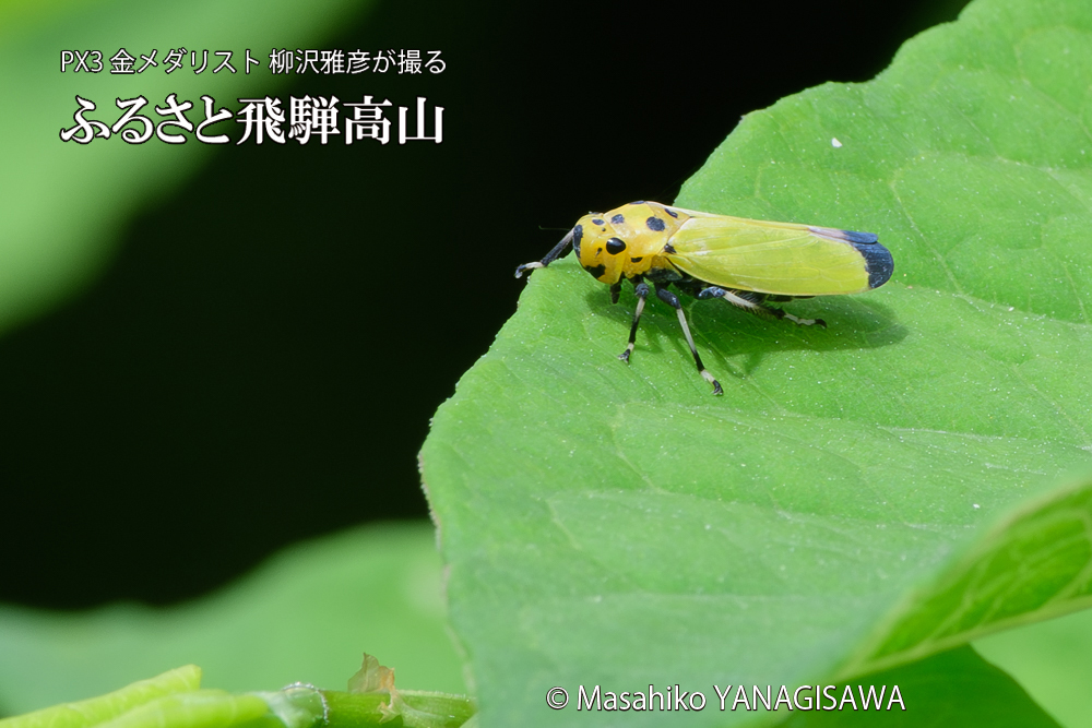 飛騨高山に棲むツマグロオオヨコバイの写真です。