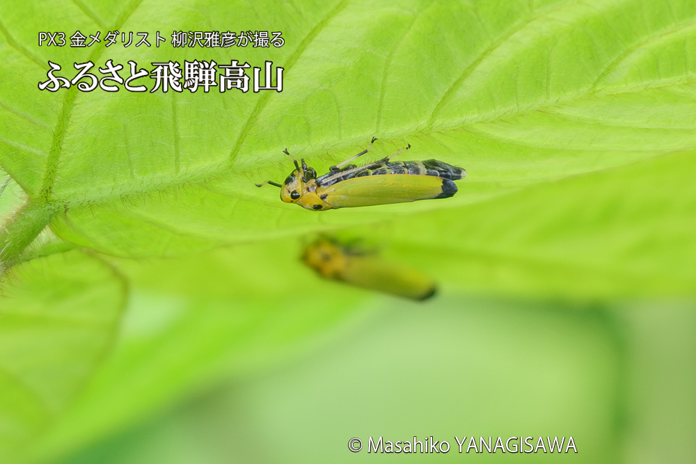 飛騨高山に棲むツマグロオオヨコバイの写真です。