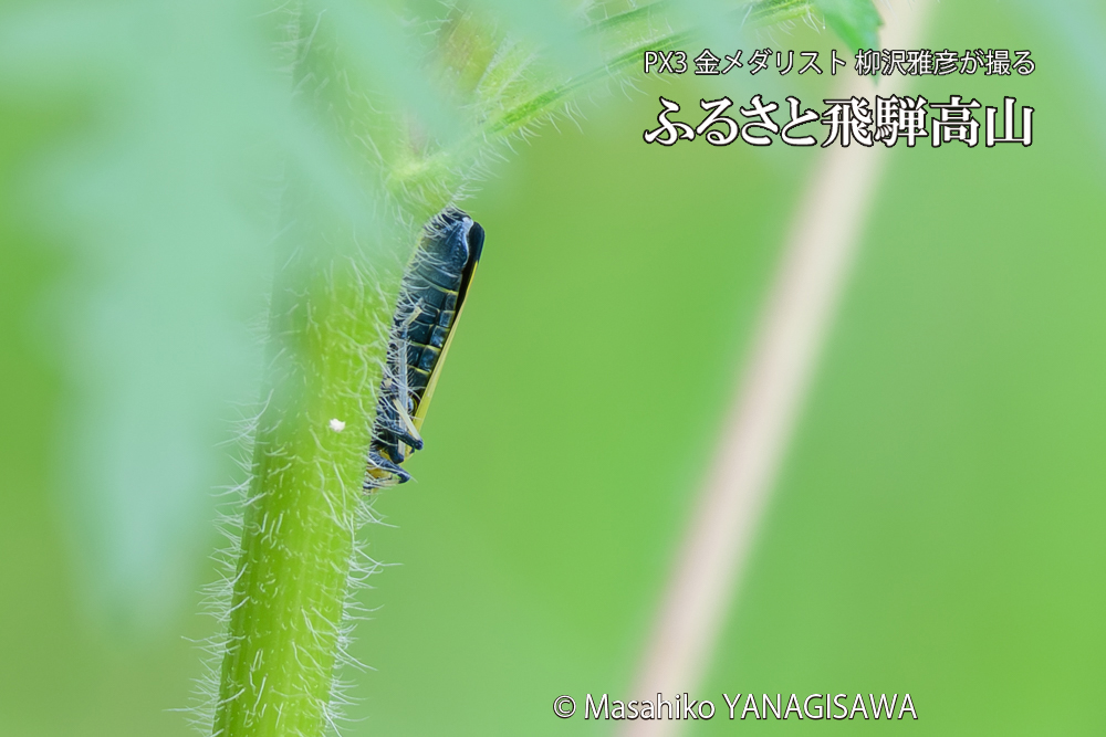 飛騨高山に棲むツマグロオオヨコバイの写真です。