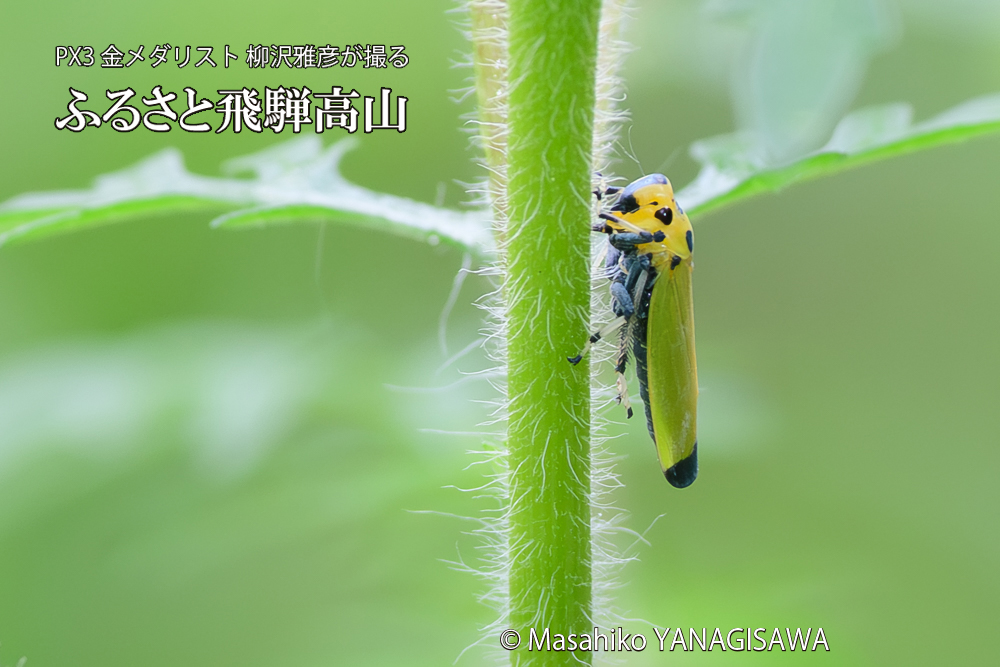 飛騨高山に棲むツマグロオオヨコバイの写真です。