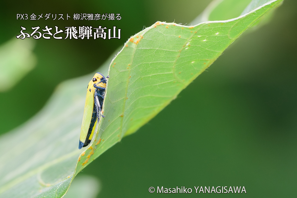 飛騨高山に棲むツマグロオオヨコバイの写真です。