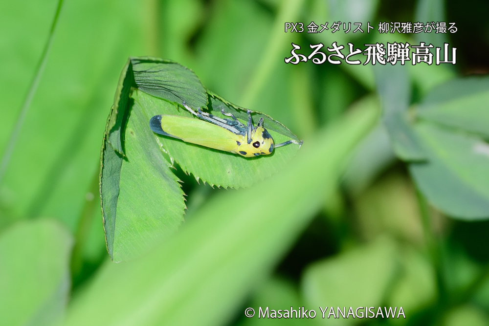飛騨高山に棲むツマグロオオヨコバイの写真です。