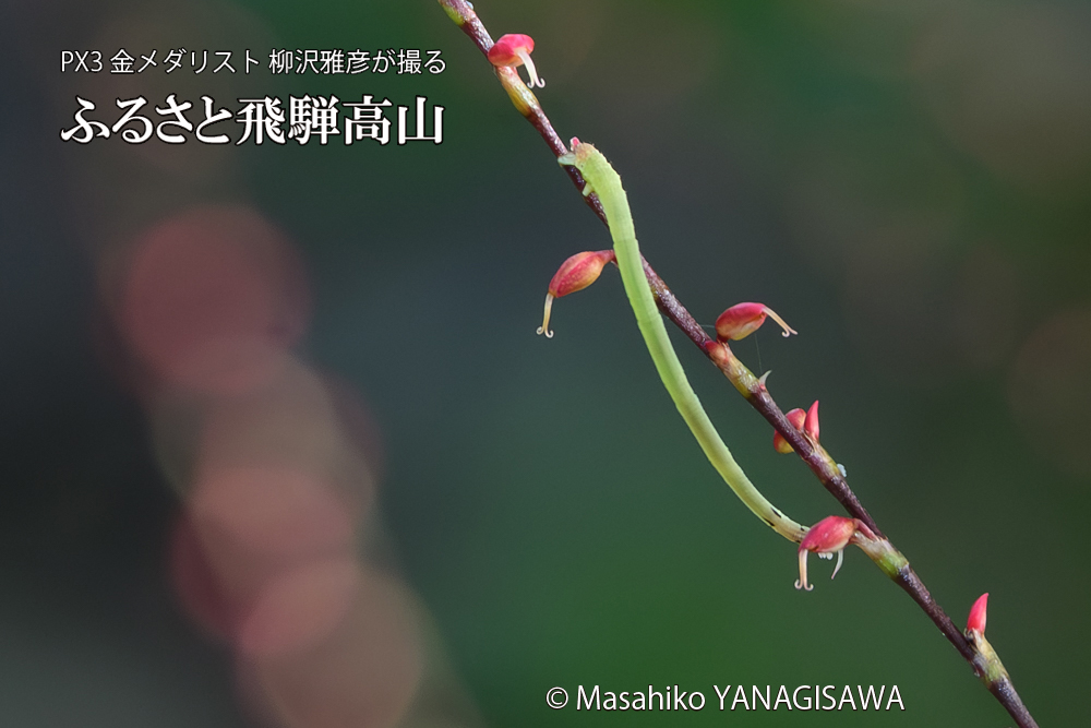 飛騨高山に棲むシャクトリムシの写真です。