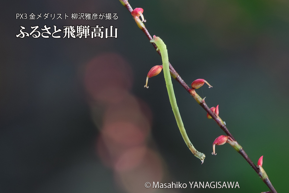 飛騨高山に棲むシャクトリムシの写真です。