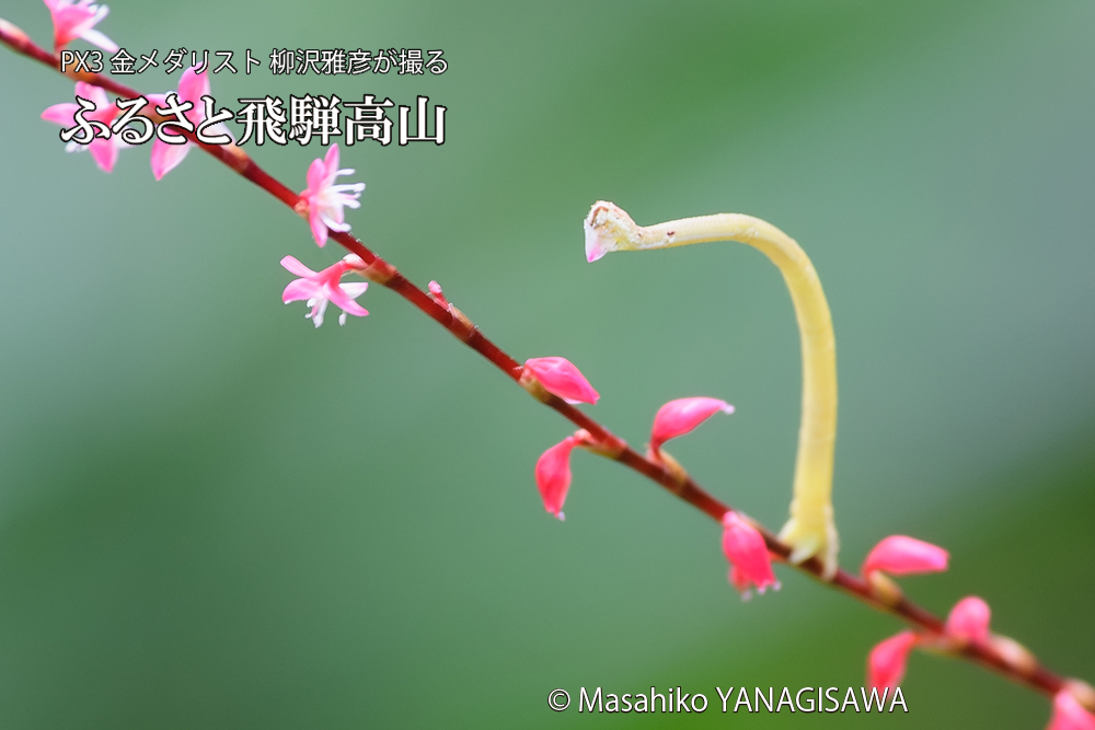 飛騨高山に棲むシャクトリムシの写真です。
