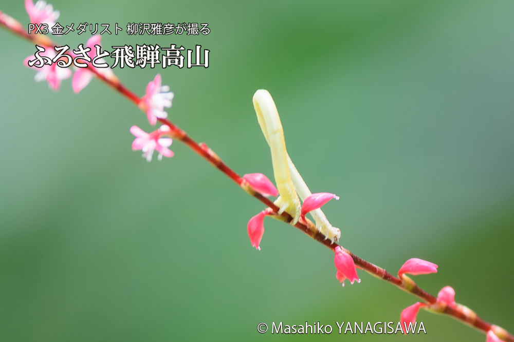 飛騨高山に棲むシャクトリムシの写真です。