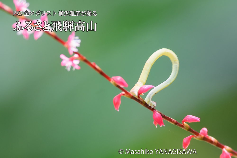飛騨高山に棲むシャクトリムシの写真です。