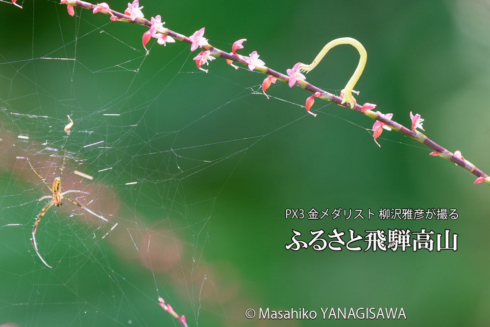 飛騨高山に棲むシャクトリムシの写真です。