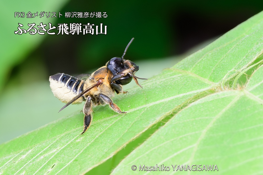 飛騨高山に棲むバラハキリバチの写真です。