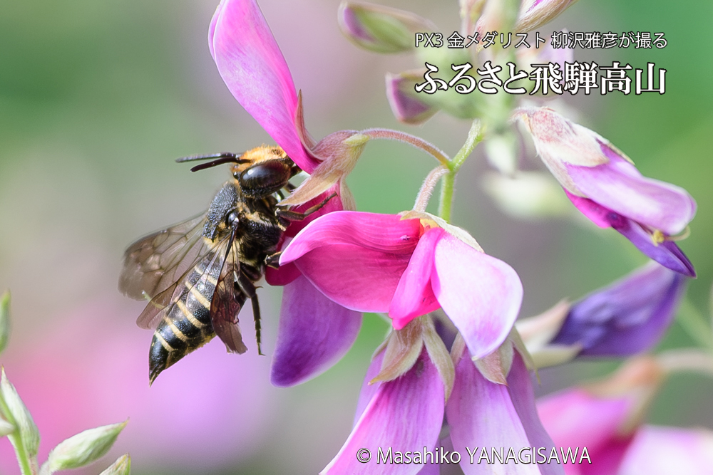 飛騨高山に棲むバラハキリバチの写真です。