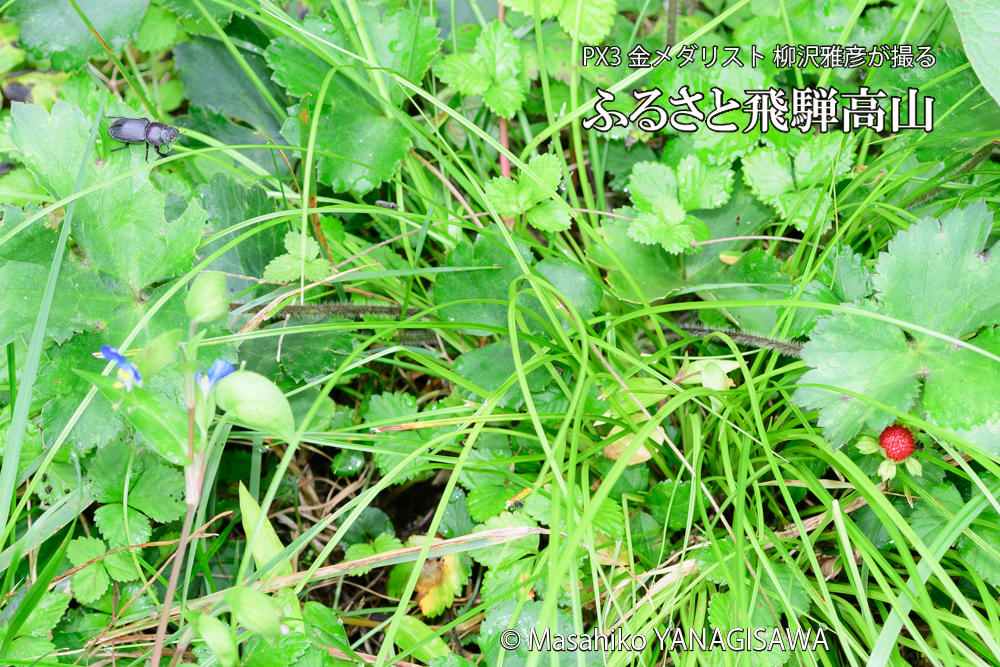 飛騨高山に棲むコクワガタとシロヘリナガカメムシの写真です。