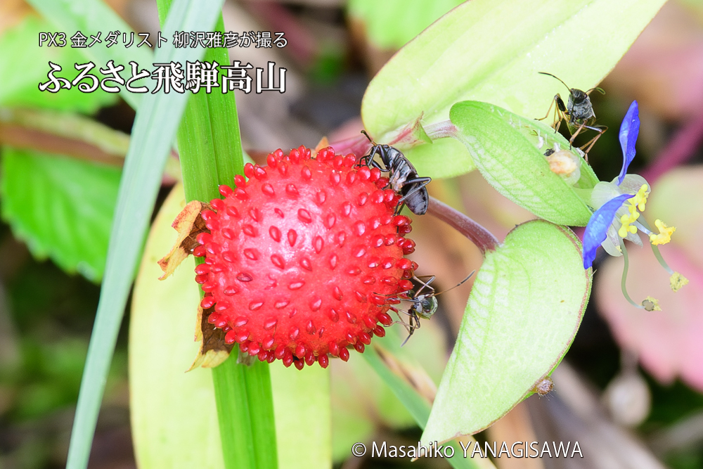 飛騨高山に棲むシロヘリナガカメムシ幼虫の写真です。
