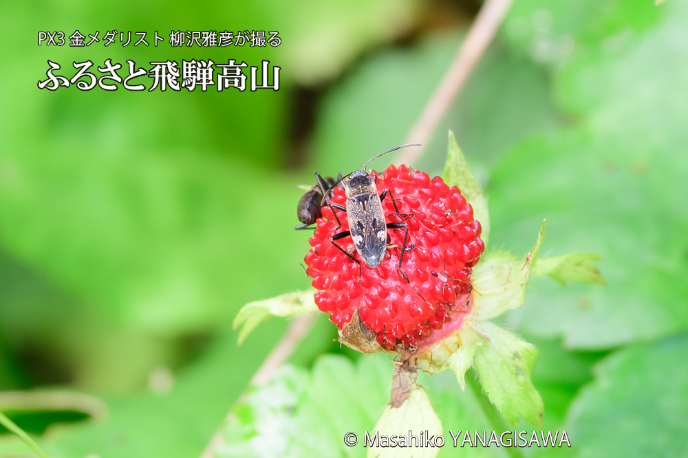 飛騨高山に棲むシロヘリナガカメムシの写真です。