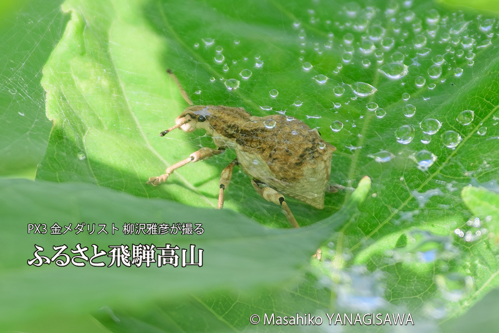 飛騨高山に棲むシロコブゾウムシとカツオゾウムシが、クモの巣に乱入している様子の写真です。