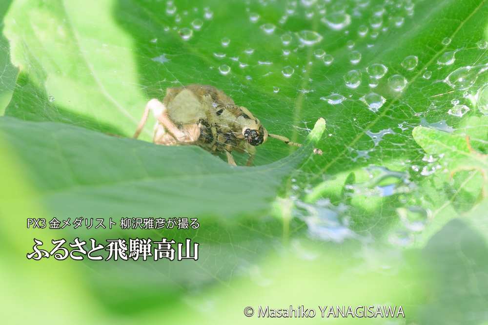 飛騨高山に棲むシロコブゾウムシとカツオゾウムシが、クモの巣に乱入している様子の写真です。