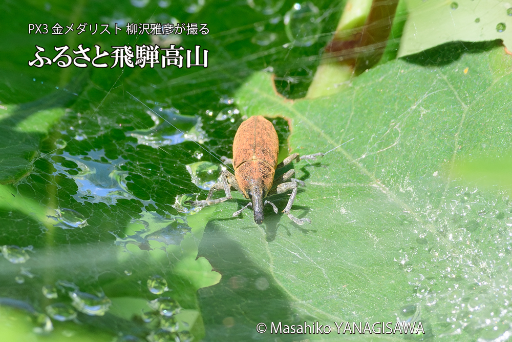飛騨高山に棲むシロコブゾウムシとカツオゾウムシが、クモの巣に乱入している様子の写真です。