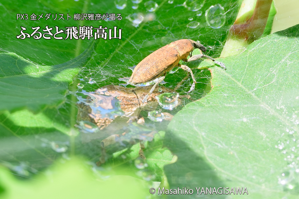 飛騨高山に棲むシロコブゾウムシとカツオゾウムシが、クモの巣に乱入している様子の写真です。