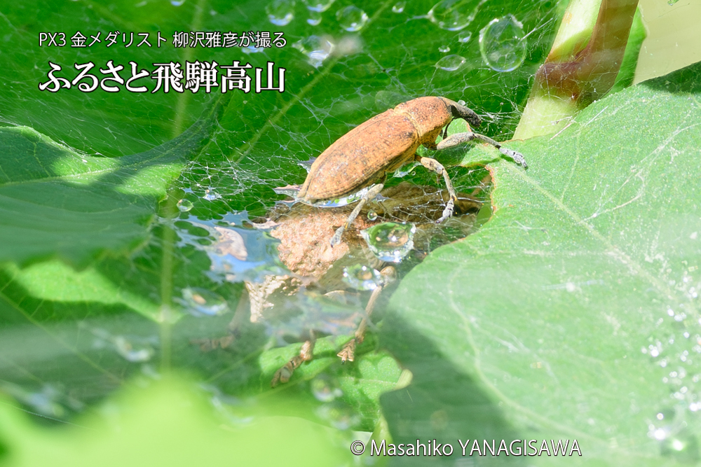飛騨高山に棲むシロコブゾウムシとカツオゾウムシが、クモの巣に乱入している様子の写真です。