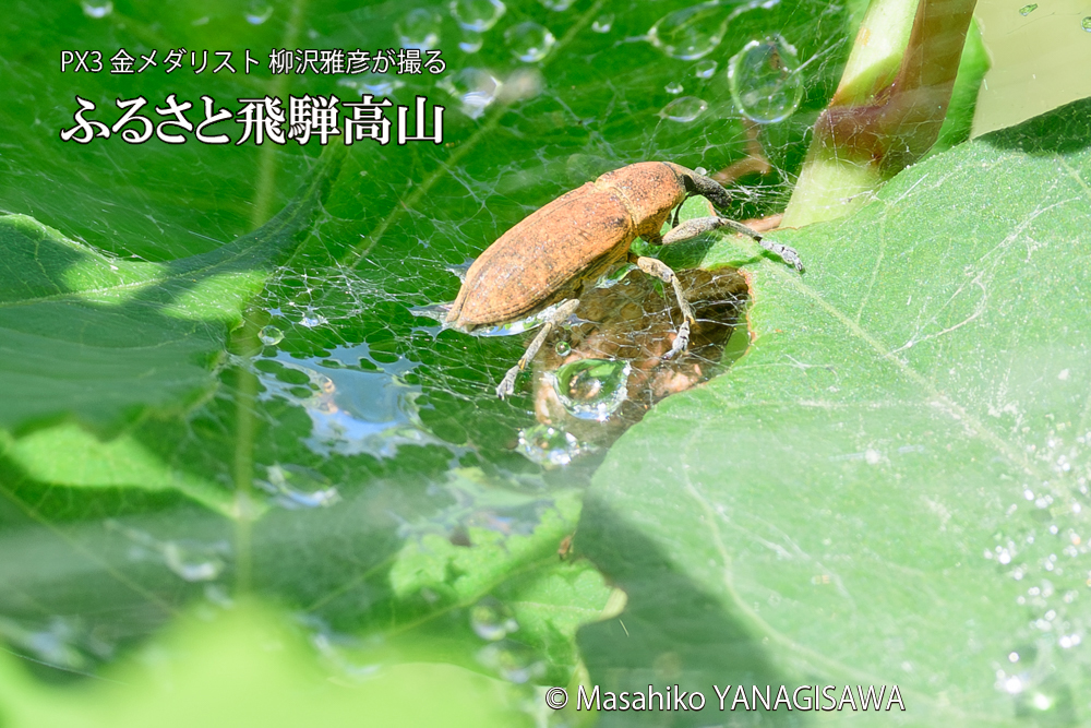 飛騨高山に棲むシロコブゾウムシとカツオゾウムシが、クモの巣に乱入している様子の写真です。