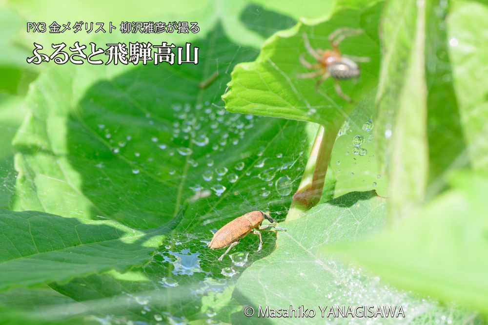 飛騨高山に棲むシロコブゾウムシとカツオゾウムシが、クモの巣に乱入している様子の写真です。