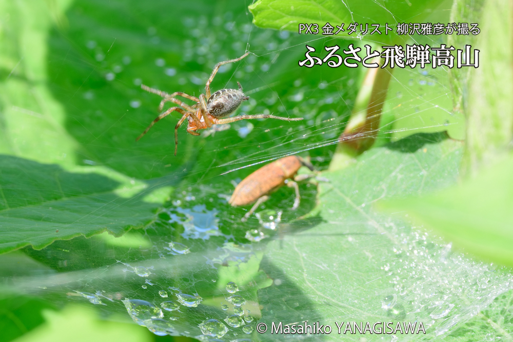 飛騨高山に棲むシロコブゾウムシとカツオゾウムシが、クモの巣に乱入している様子の写真です。