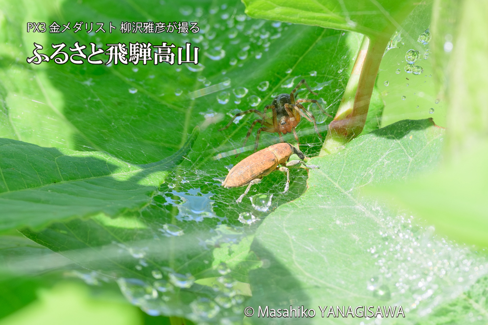 飛騨高山に棲むシロコブゾウムシとカツオゾウムシが、クモの巣に乱入している様子の写真です。