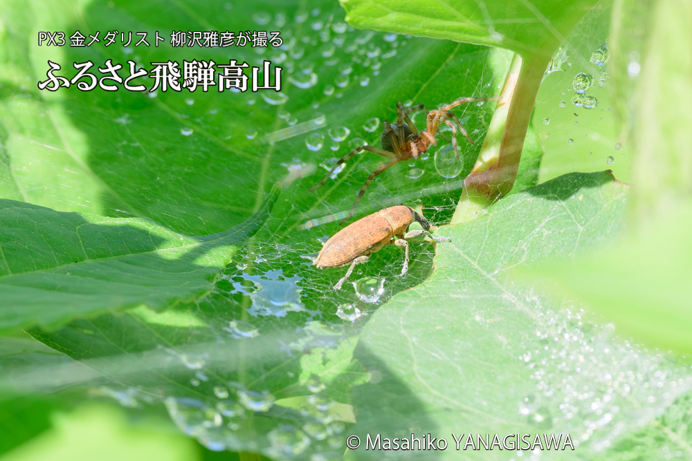 飛騨高山に棲むシロコブゾウムシとカツオゾウムシが、クモの巣に乱入している様子の写真です。